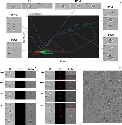 Adherent Intestinal Cells From Atlantic Salmon Show Phagocytic Ability and Express Macrophage-Specific Genes